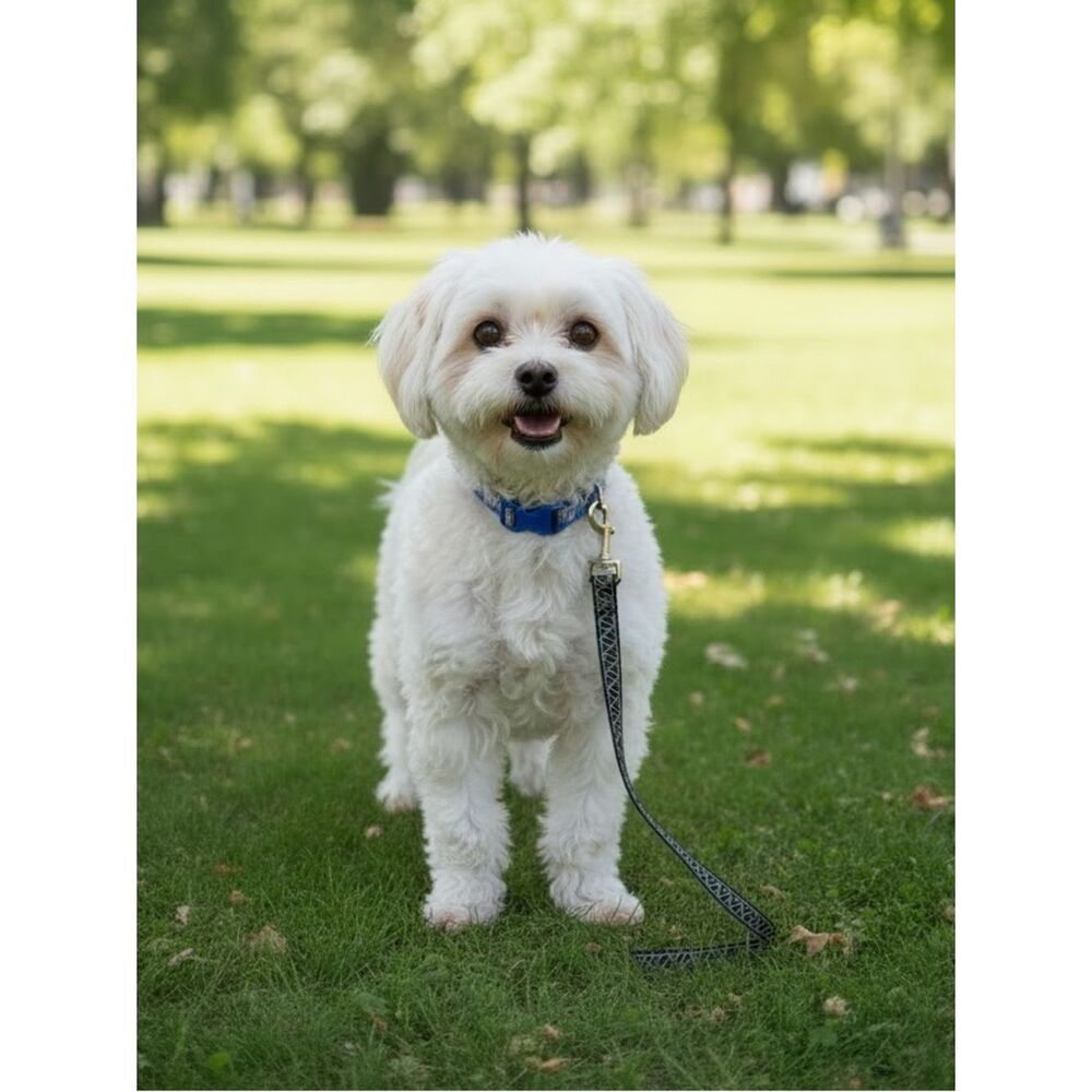 Reflective Black Leash for small dog​